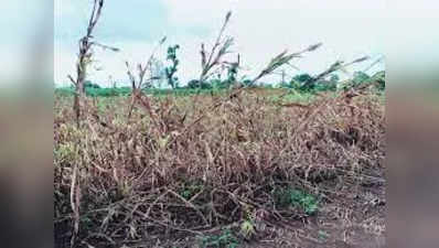 Crop Damage: गुजरात में 50 हजार हेक्टेयर की फसल बर्बाद, बारिश बनी किसानों के लिए आफत