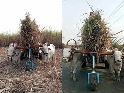 इस आविष्कार ने जीता लोगों का दिल, बैलों का बोझ कम करने के लिए छात्रों ने बनाया रोलिंग स्पोर्ट