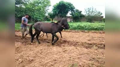 Chhattisgarh: बैल के साथ किसान ने बनाई घोड़े की जोड़ी, दोनों के कंधे पर हल डालकर खेत की जुताई, तस्वीरें वायरल