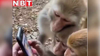 Monkey Viral Video: हम ही नहीं हमारे पूर्वजों को भी लगा मोबाइल का चस्का...देखिए वीडियो