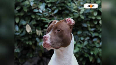 Pitbull Attack: পোষ্যের আক্রমণে মৃত্যু মহিলার, বন্দি লখনউয়ের সেই পিটবুল