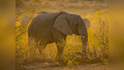 CPR to Elephant : ఏనుగు కోసం ప్రాణాలు పణంగా పెట్టారు.. నెటిజన్లు ఫిదా