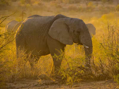 CPR to Elephant : ఏనుగు కోసం ప్రాణాలు పణంగా పెట్టారు.. నెటిజన్లు ఫిదా