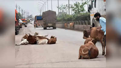 Chhattisgarh Cow urine: భలే ఆఫర్.. లీటర్‌కు రూ.4ల చొప్పున గో మూత్రం కొనుగోలు..!