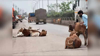 Chhattisgarh Cow urine: భలే ఆఫర్.. లీటర్‌కు రూ.4ల చొప్పున గో మూత్రం కొనుగోలు..! 