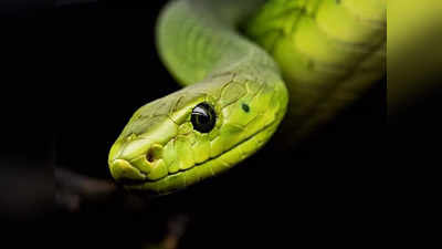 World Snake Day : పాముల దినోత్సవం .. కొన్ని నమ్మలేని నిజాలు