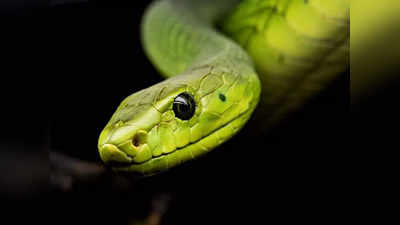 World Snake Day : పాముల దినోత్సవం .. కొన్ని నమ్మలేని నిజాలు 