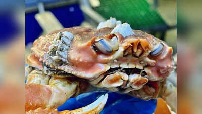 Weirdest Sea Creature : समुद्र में मिला इंसानों जैसा दिखने वाला केकड़ा! कैमरे में दांत दिखाकर कर रहा स्माइल