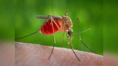 Japanese Encephalitis: అసోంలో విజృంభిస్తోన్న జేఈ వ్యాధి.. 160 కేసులు, 23 మంది మృతి