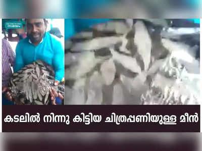 കടലില്‍ നിന്നു കിട്ടിയ ചിത്രപ്പണിയുള്ള മീന്‍