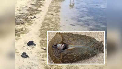 Mysterious Creature: सिडनी में समुद्र से बाहर आया रहस्यमय जीव, लोग बोले....भागो, एलियन आ गए