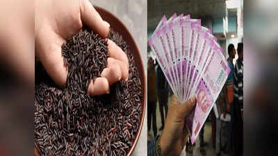 Black Rice: কেজি বিক্রি হয় 500 টাকা, কালো চালে ধনী হবেন আপনিও!