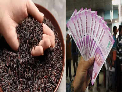 Black Rice: কেজি বিক্রি হয় 500 টাকা, কালো চালে ধনী হবেন আপনিও!