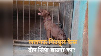 Lucknow Pit Bull Case: सिर्फ स्टेटस सिंबल न बनाएं, अपने Pet को भी समझें... तो रुक सकती हैं लखनऊ पिटबुल जैसी घटनाएं