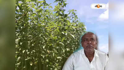 Nadia Jute Farmers: অপর্যাপ্ত বৃষ্টি! চিন্তা বাড়ছে নদিয়ার পাট চাষিদের