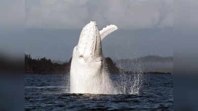 White Whale: क्या मर गई समुद्र की सबसे प्रसिद्ध मछली मिगालू? ऑस्ट्रेलिया के तट पर मिली सफेद व्हेल का रहस्य सुलझा