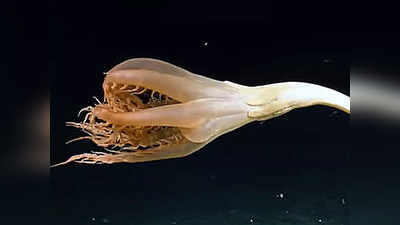 Solumbellula sea pen: तीन किमी गहरे समुद्र में मिला रहस्यमय जीव, पहली बार शोधकर्ताओं ने देखा तो मुंह से निकला शैतान