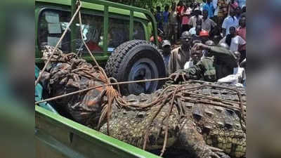 Crocodile Osama: युगांडा में ओसामा ने फैला रखा था आतंक, एक ही गांव के 80 लोगों को खा गया था जिंदा