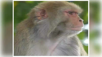 Bareilly News: बरेली में बंदरों का आतंक, पिता की गोद से मासूम को छीनकर तीन मंजिल से फेंका