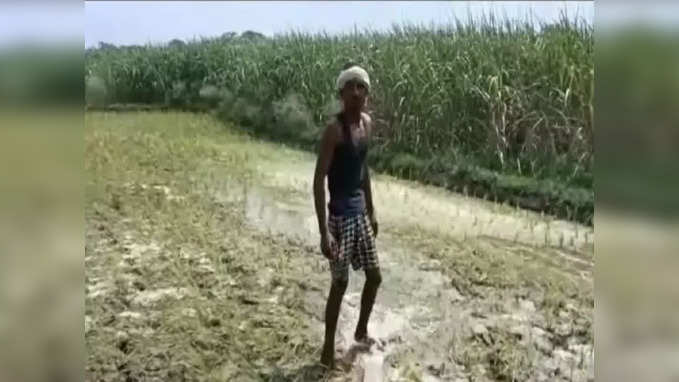 Ground Report: कर्जा लेकर खेती में लगाया, सुखाड़ से फसल हो गई बर्बाद, बूंद-बूंद पानी को तरसे बगहा के किसानों का दर्द