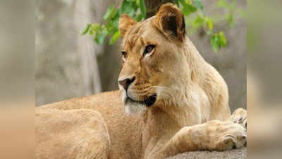 Gujarat Lioness attack News: गुजरात के अमरेली में शेरनी ने दो अलग-अलग हमलों में 6 को किया घायल