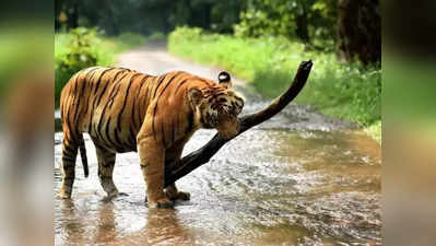 Tiger Attack: అంతా అనుకున్నట్టే జరిగింది.. నల్లకొండ అడవుల్లోనే పులి.. అర్ధరాత్రి పంజా..!