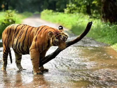 Tiger Attack: అంతా అనుకున్నట్టే జరిగింది.. నల్లకొండ అడవుల్లోనే పులి.. అర్ధరాత్రి పంజా..!