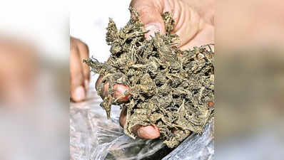 Cannabis: దైవ దర్శనం ముసుగులో పెద్ద స్కెచ్.. అడ్డంగా బుక్కైన ఓ ఫ్యామిలీ..! 