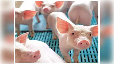 Lucknow: फैजुल्लागंज में अचानक मर रहे सुअरों से दहशत में आए लोग, अब तक 114 की हुई मौत
