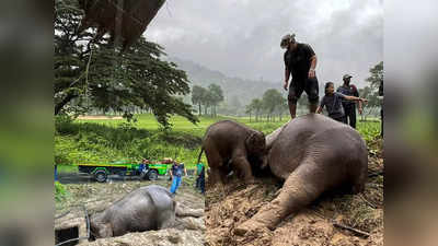 Elephant Rescue Video: बेहोश हाथी को डॉक्टरों ने दिया CPR, मिली नई जिंदगी... 7 फीट गहरे गड्ढे में फंसे थे हाथी मां-बेटे, देखें बंपर वायरल वीडियो