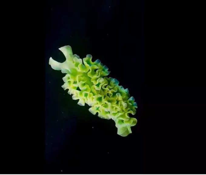 సముద్రంలో తిరిగే లెట్యూస్ సీ స్లగ్ (Lettuce sea Slug) ఇది. చూడటానికి లెట్యూస్ ఆకుకూరలా ఉంటుంది