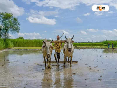 Bangla Sashya Bima: কৃষকদের ধান ভুট্টার ক্ষতিপূরণ দেবে সরকার! কী ভাবে আবেদন করবেন?