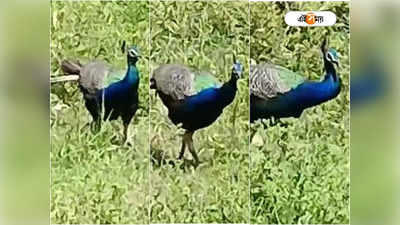 Peacock Village: সকাল-সন্ধ্যা পাশে পাশে ঘুরে বেড়াবে ময়ূর! ঢুঁ মারতে পারেন বাংলার এই গ্রামে