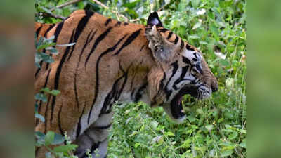 Tiger Attack: बाघ के आगे 60 KM की रफ्तार भी पड़ी कम, बाइक सवार को कार्बेट के जंगल में खींच ले गया... जानिए पूरी घटना