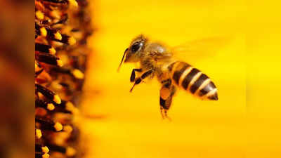 Urban Beekeeping Day : తేనెటీగలు లేకపోతే మనం లేనట్టేనా.. ఆశ్చర్యకర నిజాలు