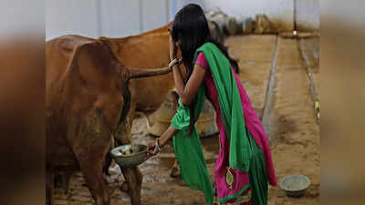 Cow Urine: பசு கோமியம் லிட்டர் ரூ.4 - வாங்குகிறது மாநில அரசு!