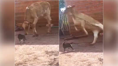 बिल्ली ने गाय को धीरे से मारा पंजा, फिर उसने जो किया उसे देखकर आप भी सोच में पड़ जाओगे
