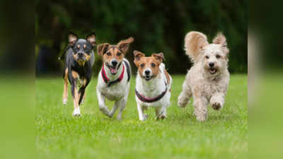 Noida News: ग्रेटर नोएडा में अब कुत्‍ते पालने हैं तो कराना होगा रजिस्‍ट्रेशन, जानिए क्‍या है अलग-अलग ब्रीड की फीस
