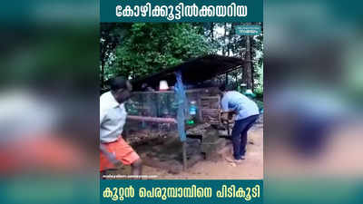 കോഴിക്കൂട്ടിൽക്കയറിയ കൂറ്റൻ പെരുമ്പാമ്പിനെ പിടികൂടി