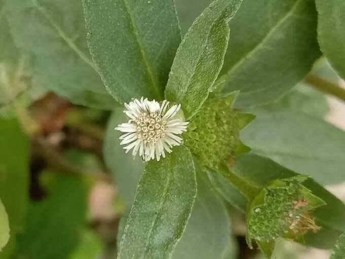 ​ಹದಿನೈದನೇ ಎಲೆ