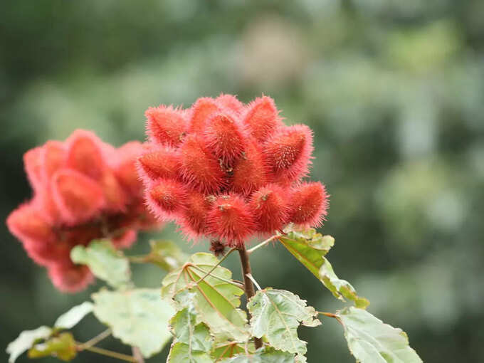 ​ಹದಿಮೂರನೇ ಎಲೆ