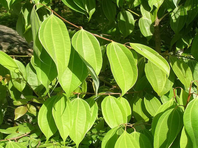 ​ಹತ್ತನೇ ಎಲೆ