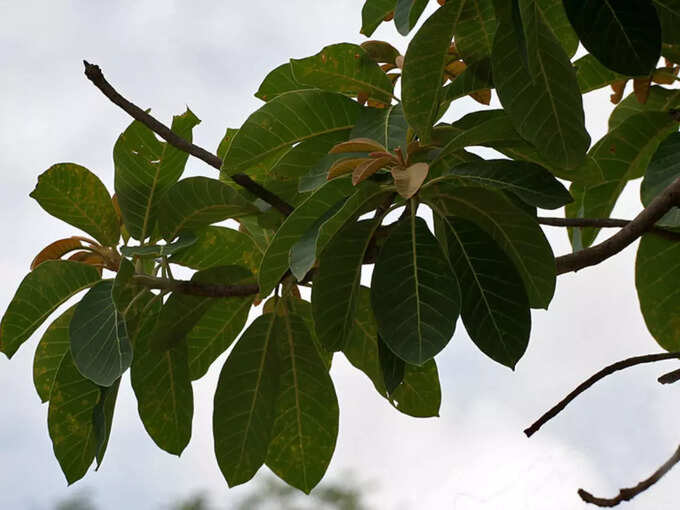 ​ಮೂರನೇ ಎಲೆ