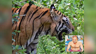 Tiger Attack: ఈ పెద్దాయన మృత్యుంజయుడే.. పెద్దపులికి ఎదురొడ్డి ప్రాణాలతో బయటపడ్డాడు..!