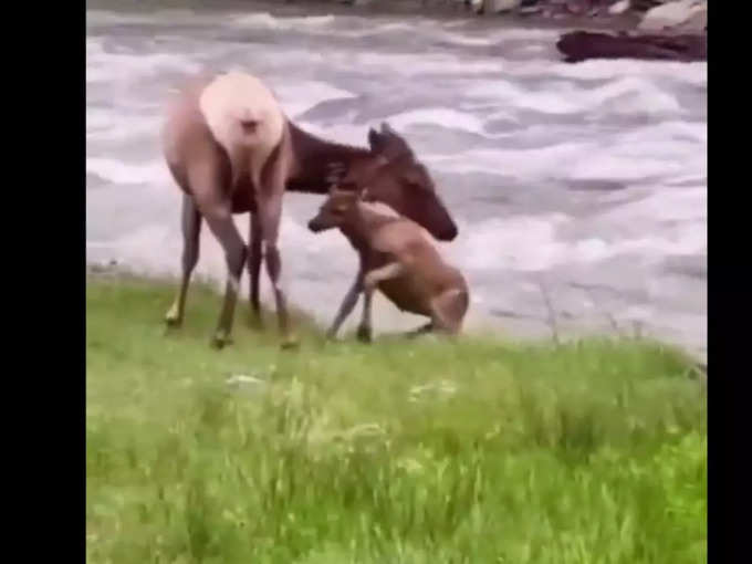 लोग बोले- मां बेटे से दूर नहीं होती