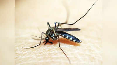 Mosquito Case video : దొంగను పట్టించిన దోమ .. వీడిన కేసు మిస్టరీ