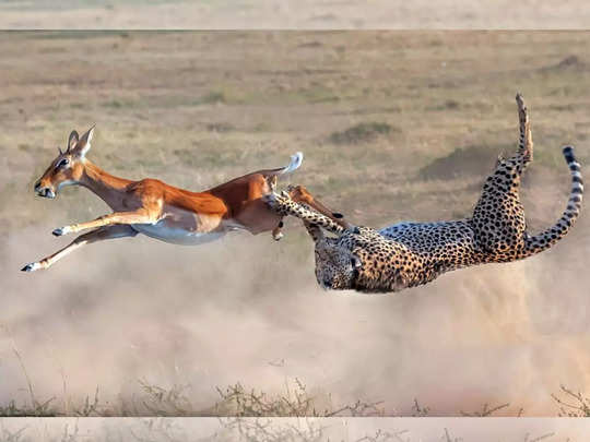 चीता ने बीच हवा में दबोचा हिरण, फोटोग्राफर ने कैमरे कैद किया दुर्लभ नजारा 