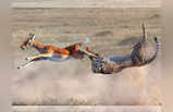 इधर चीता ने बीच हवा में हिरण को दबोचा, उधर फोटोग्राफर ने कैमरे से खींची चौंकाने वाली तस्वीरें