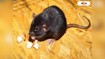 Rat Fever: নাক দিয়ে অনর্গল রক্তক্ষরণে মৃত্যু! ভয়ংকর ব়্যাট ফিভারের থাবা আফ্রিকায়
