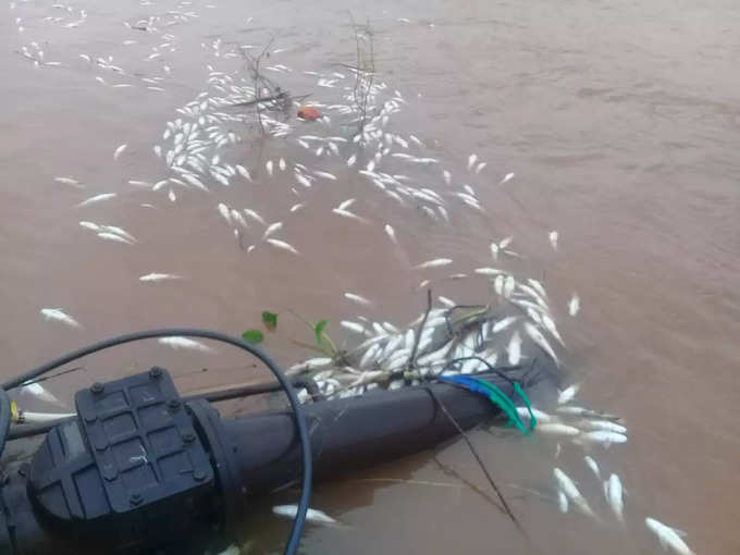 dead fishes in Krishna river